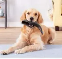 Water Buffalo Horn Dog Chew