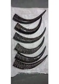 Buffalo Horn