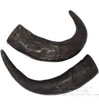 Water Buffalo Horn