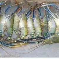Black Tiger Prawn