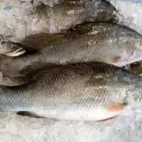 Asian Sea Bass