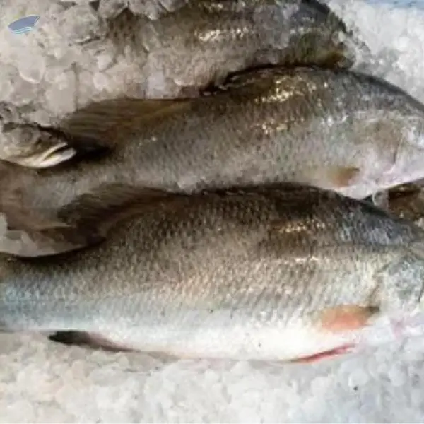 Asian Sea Bass