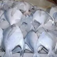 Pomfret