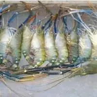 Black Tiger Prawn