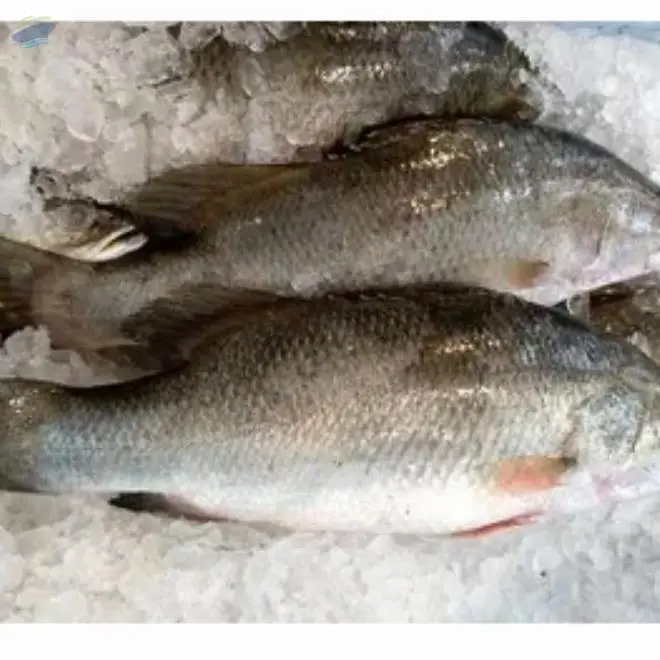 Asian Sea Bass