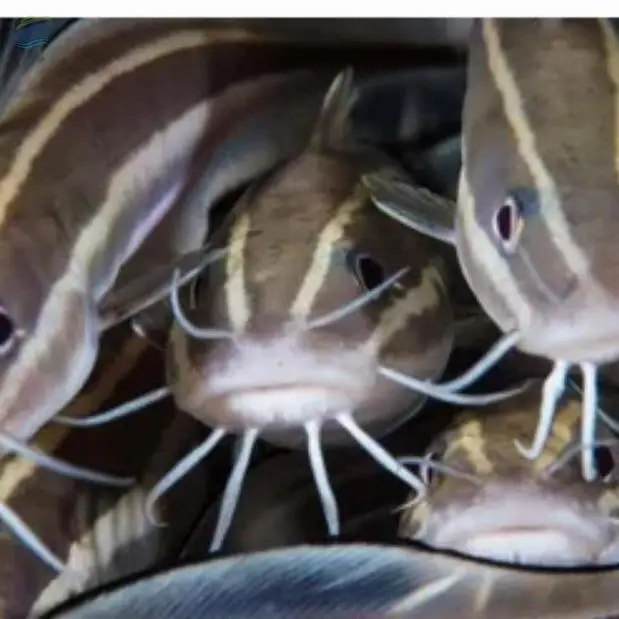 Catfish
