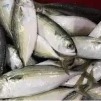 Indian Mackerel
