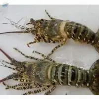 Lobster