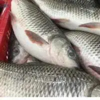 Rohu