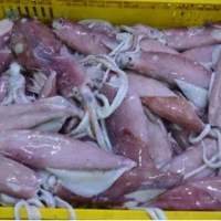 Squid Loligo (Pre Cooked)