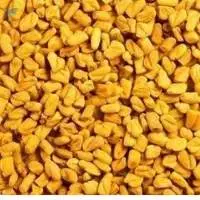Fenugreek