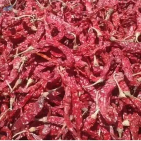Red Chilli (Byadgi)