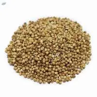 Coriander