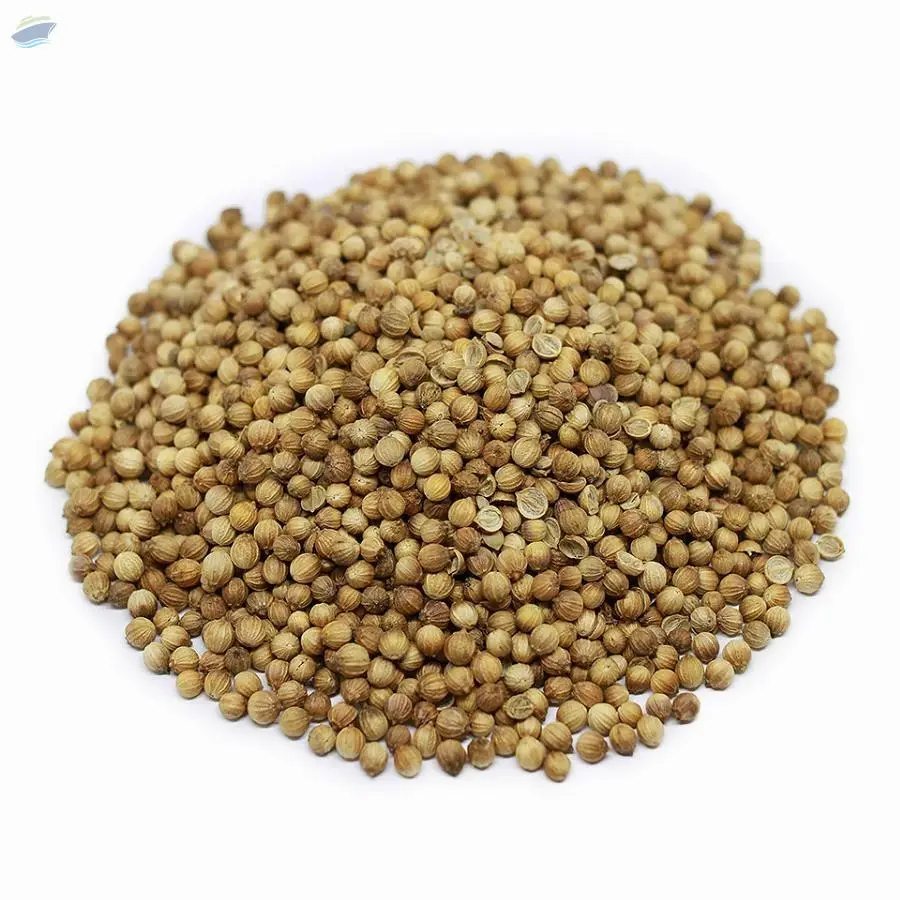 Coriander