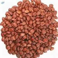 Carob Seeds