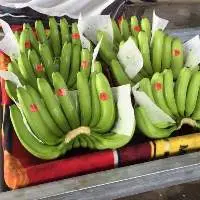 Fresh Banana