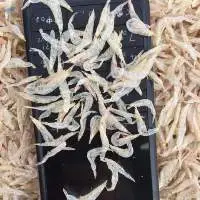 Dried Baby Shrimp