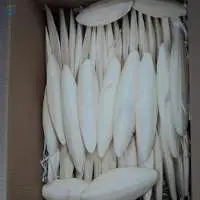 Cuttle Fish Bone