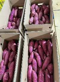 Washed Fresh Sweet Potato