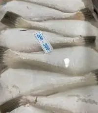 Frozen Leather Jacket Fish