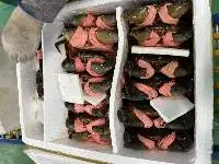 Live Mud Crab