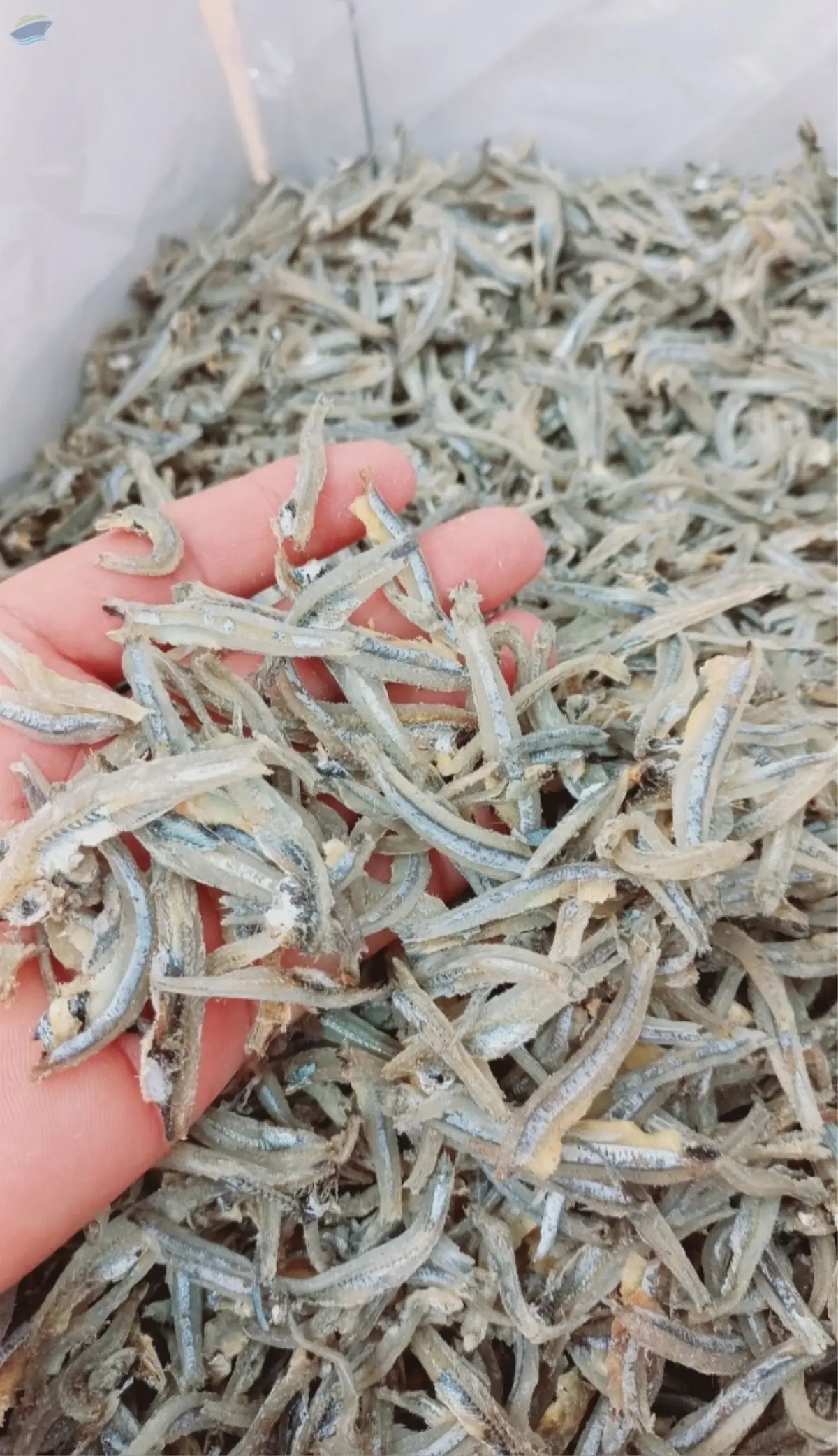 Dried Anchovy Fish