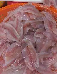 Frozen Tilapia Fish
