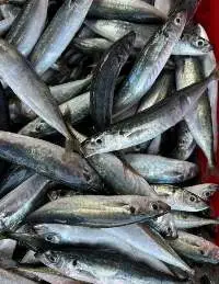 Frozen Layang Scad