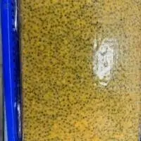 Frozen Passion Fruit