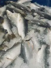Frozen Seabass