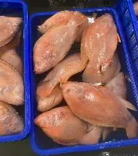 Frozen Red Tilapia Fish