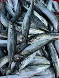 Frozen Mackerel Scad