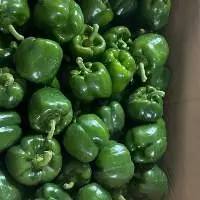 Fresh Bell Pepper