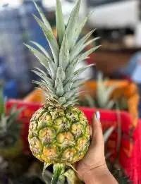 Fresh Pineapples