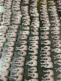 Frozen Frog Legs