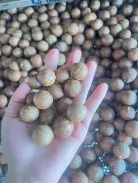 Macadamia Nuts