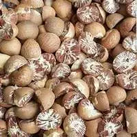 Dried Areca Nuts
