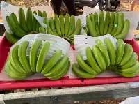 Fresh Banana