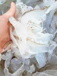 Frozen Jelly Fish