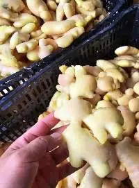 Frozen Ginger