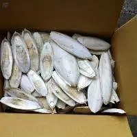 Cuttle Fish Bone