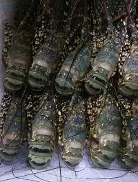 Frozen Lobster