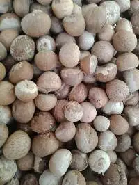 Chewing Tobacco Halchal Zarda Wholesale Suppliers, Manufacturers &  Distributors