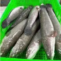 Frozen Snakehead Fish