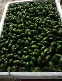Fresh Betel Nuts