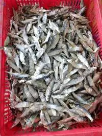 Dried Herring Fish