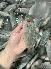 Frozen Perch Fish