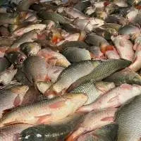 Frozen Carp Fish