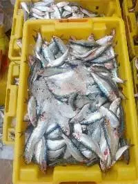 Frozen Herring Fish