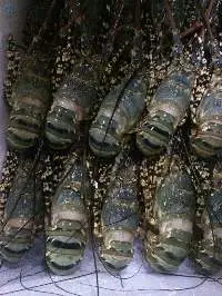 Frozen Lobster